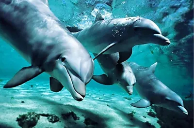 Fascinating Dolphin Facts - Мозг взрослого дельфина весит около 1 700  граммов, а у человека — 1 400. Но размер мозга сам по себе ещё ничего не  значит, важно его строение. Изучение