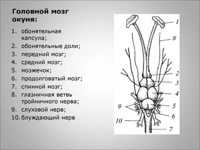 Спящий мозг дельфина: половина отдыхает, другая следит» — создано в  Шедевруме