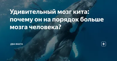 Удивительный мозг кита: почему он на порядок больше мозга человека? | Два  факта | Дзен