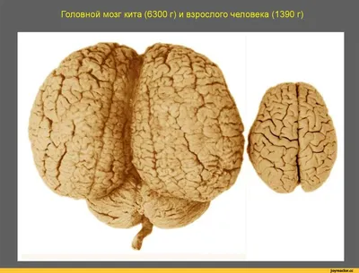 де^гесИ 4ч Это же получается.... киты с их гигантским мозгом самые умные  создания на планете., а ч / киты :: буквы на черном фоне / смешные картинки  и другие приколы: комиксы, гиф