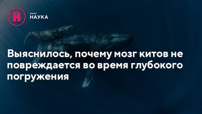 Киты не могут друг без друга | Пикабу