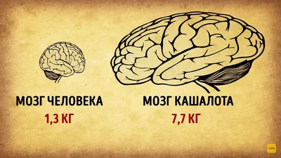 Что будет, если вас проглотит Кашалот? | ADME | Дзен