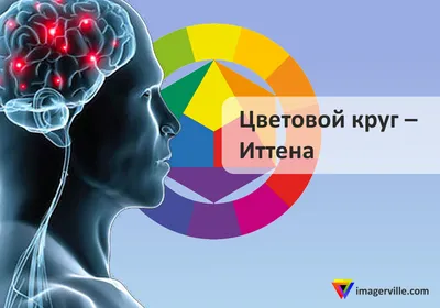 Палеонтологи назвали найденный вид древнего кита в честь Тутанхамона | РБК  Life