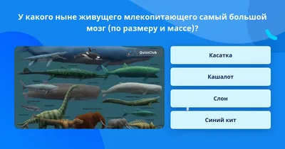 3 кита иммунитета | Иммунитет – это сложно устроенная система, но в ее  основе лежат 3 кита: - костный мозг; - тимус; - эпифиз. В костном мозге  стволовые клетки дают начало... | By Vitual | Facebook