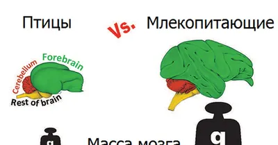 Куриные мозги | Проект Роспотребнадзора «Здоровое питание»