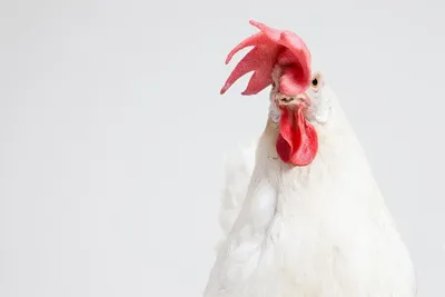 Куриные Головы — стоковые фотографии и другие картинки Белый - Белый,  Влажный, Глаз животного - iStock