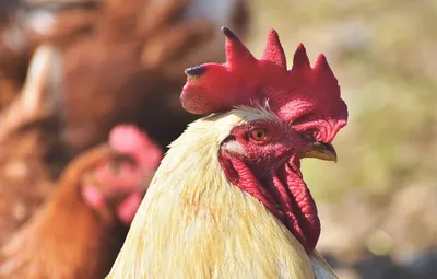 Почему мужчинам вредно есть курицу, чем покупная курица опасна для мужского  здоровья - Чемпионат