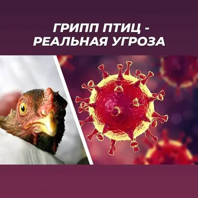 Яйцо куриное С0 Сеймовская ПФ Жёлтики 6 шт с бесплатной доставкой на дом из  «ВкусВилл» | Пермь