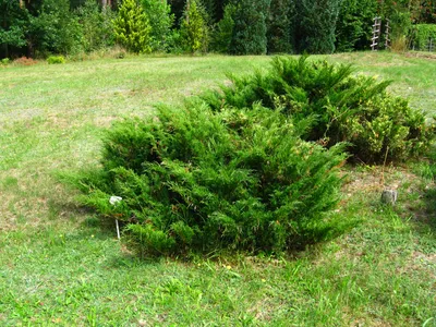 Купить Можжевельник казацкий Juniperus sabina - в питомнике Флорини