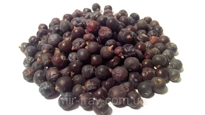 Можжевельник обыкновенный плоды (ягоды): продажа, цена в Харькове. Чай от  \