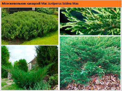 Можжевельник казацкий Мас Juniperus Sabina Mas - купить в Киеве и области,  справедливая цена - Green Garth (Грин Гарт)