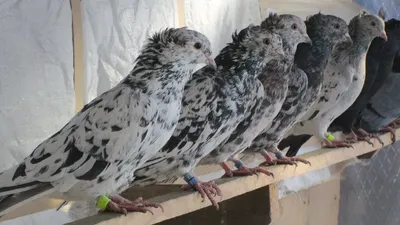 Мраморные Голуби Сергея из с. Волчиха / Marble Doves of Sergey from  Volchikha - YouTube