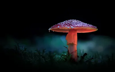 Сказочный гриб мухомор - 60 фото