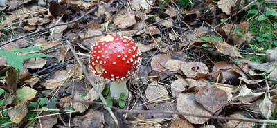 гриб мухомор - «🍄Мухомор — красивый гриб, только очень ядовит!🍄» | отзывы