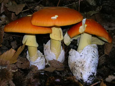 Цезарский гриб (Мухомор цезаря) (Amanita caesarea) фото и описание