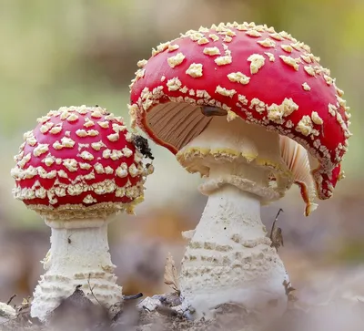 Красный Мухомор, выращивание и продажа грибов, Кубанская ул., 47, Краснодар  — Яндекс Карты