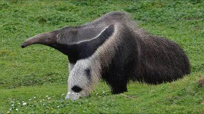 ГИГАНТСКИЙ МУРАВЬЕД - Необычный зверь с длиннющим языком и Головой Панды на  ногах! - YouTube