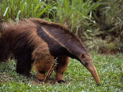 Тапир и муравьед — животные Южной Америки - Животные - УРАЛ -  Информационный портал УРФО