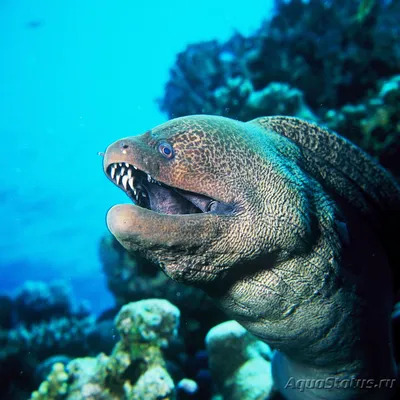 Мурена гигантская (Gymnothorax javanicus)