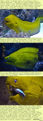 Мурена. Странная рыба. | Пикабу
