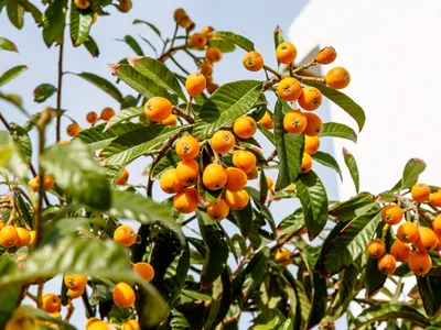 Мушмула: в чем польза этого фрукта? | TRSKINFO Портал о Северном Кипре