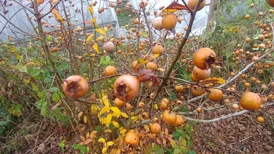 Мушмула германская, плоды созрели в ноябре. - YouTube