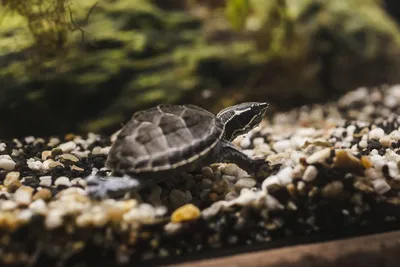 Мускусная черепаха (Sternotherus odoratus) купить - Живая планета