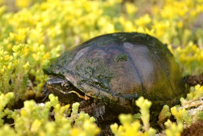 Черепаха мускусная обыкновенная (Sternotherus odoratus Musk Turtle)