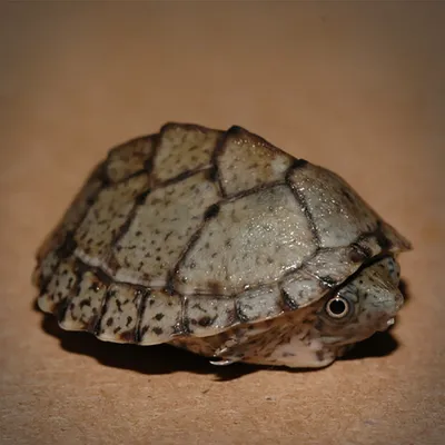 Обыкновенная мускусная черепаха (Крокодилы и черепахи) · iNaturalist