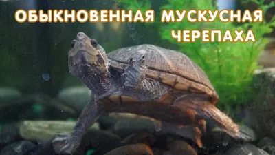 Обыкновенная мускусная черепаха(Sternotherus odoratus)