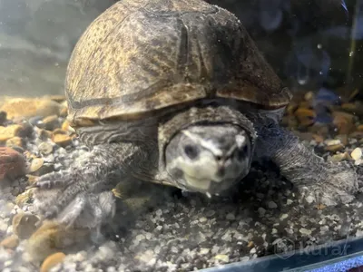 Иловые черепахи — Википедия