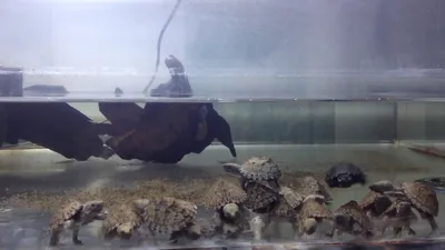 Мускусная черепаха с акватеррариумом и фильтром, цена 150 р. купить в  Минске на Куфаре - Объявление №214619585