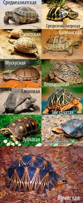 Остроносая мускусная черепаха sternotherus carinatus на белом фоне |  Премиум Фото