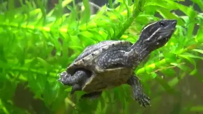 6 Лучших видов черепах в качестве домашнего животного 🐢 (фото и описание)  | Кругозор Питомцев | Дзен