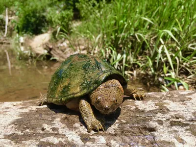 Мускусная черепаха (Sternotherus odoratus) - 4см