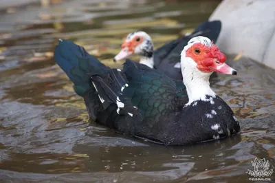 Домашняя мускусная утка (Cairina moschata var. dom.) — Зоопарк «Лимпопо» г.  Нижний Новгород – Нижегородский зоопарк