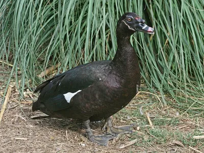 ФотоБлог Торгачкин Игорь Петрович © Igor Torgachkin: Мускусная утка /  Cairina moschata