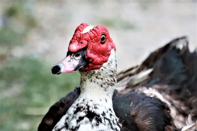 Мускусная утка, Cairina moschata, Muscovy Duck | Москва, Ю. … | Oleg  Nabrovenkov | Flickr