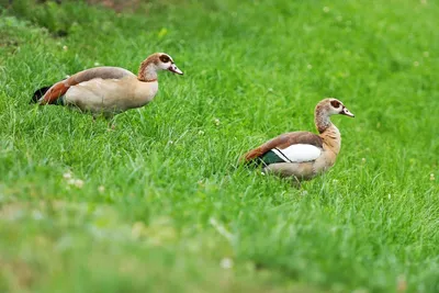 Картина на холсте \"Мускусная утка, индоутка, cairina moschata\" 120x90 см. с  алюминиевым подвесом, в тубусе - купить по низкой цене в интернет-магазине  OZON (493506211)