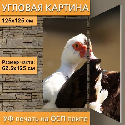 ФотоБлог Торгачкин Игорь Петрович © Igor Torgachkin: Мускусная утка /  Cairina moschata / Muscovy Duck