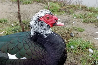 Muscovy Duck | Мускусная утка Cairina moschata מוסקובי ברווז… | Katya  Rudnev | Flickr