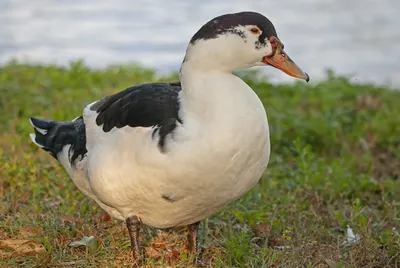 Мускусная утка x Кряква (гибрид) - eBird