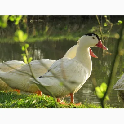 File:Muscovy Duck - Cairina moschata.jpg - Wikimedia Commons