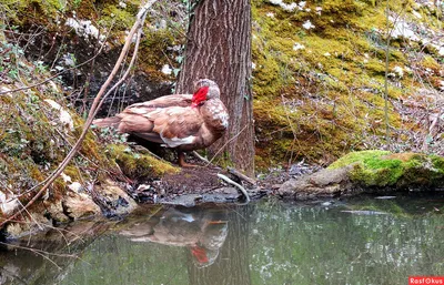 Muscovy Duck | Мускусная утка, Утки, Птицы