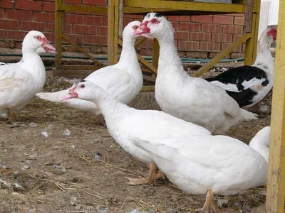 Feathered Friends - Show Me A Photo Contest Round 104: BEAK/BILL. Мускусная  утка - Muscovy duck. | PeakD