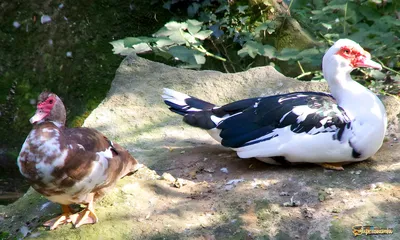 Описание и сравнение пород уток. 🐔Инкубационное яйцо и суточную птицу  можно заказать в нашем магазине. Поставки напрямую с птицефабрик и крупных  инкубаторов. 🐔