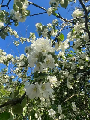 blooming apple tree 🌸 в 2023 г | Весна