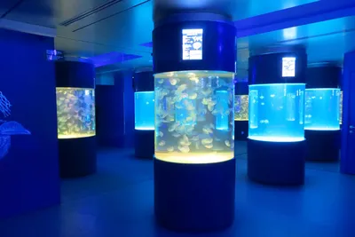 Музей медуз в Киеве на Крещатике — DRIVE2