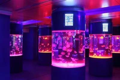 Музей медуз в Киеве: обзор и цены - Мегаполис Киев