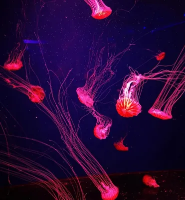 В Киеве открылся необыкновенный музей медуз | Новини